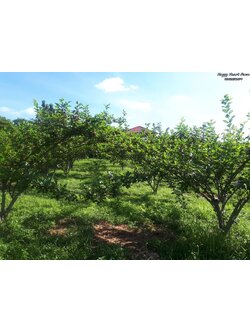 ท่องเทียวเชิงการเกษตร