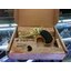 DERRINGER GOLD