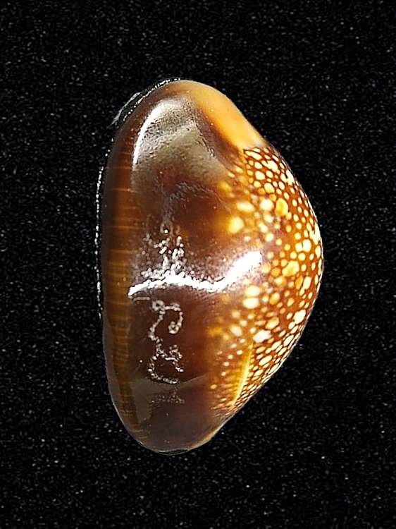 เบี้ยแก้ 200 ปี หลวงปู่ทิม วัดละหารไร่ อุดผงพรายกุมาร คลุกรักชันโรง หลวงปู่บัว หลวงปู่คำบุ ปลุกเสก พิธีใหญ่ ปี 2554