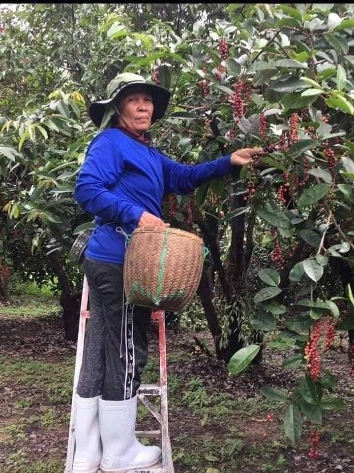 โมโมชั่นน้ำผลไม้หมากเม่า 10.10 สำหรับซื้อ3ขวด