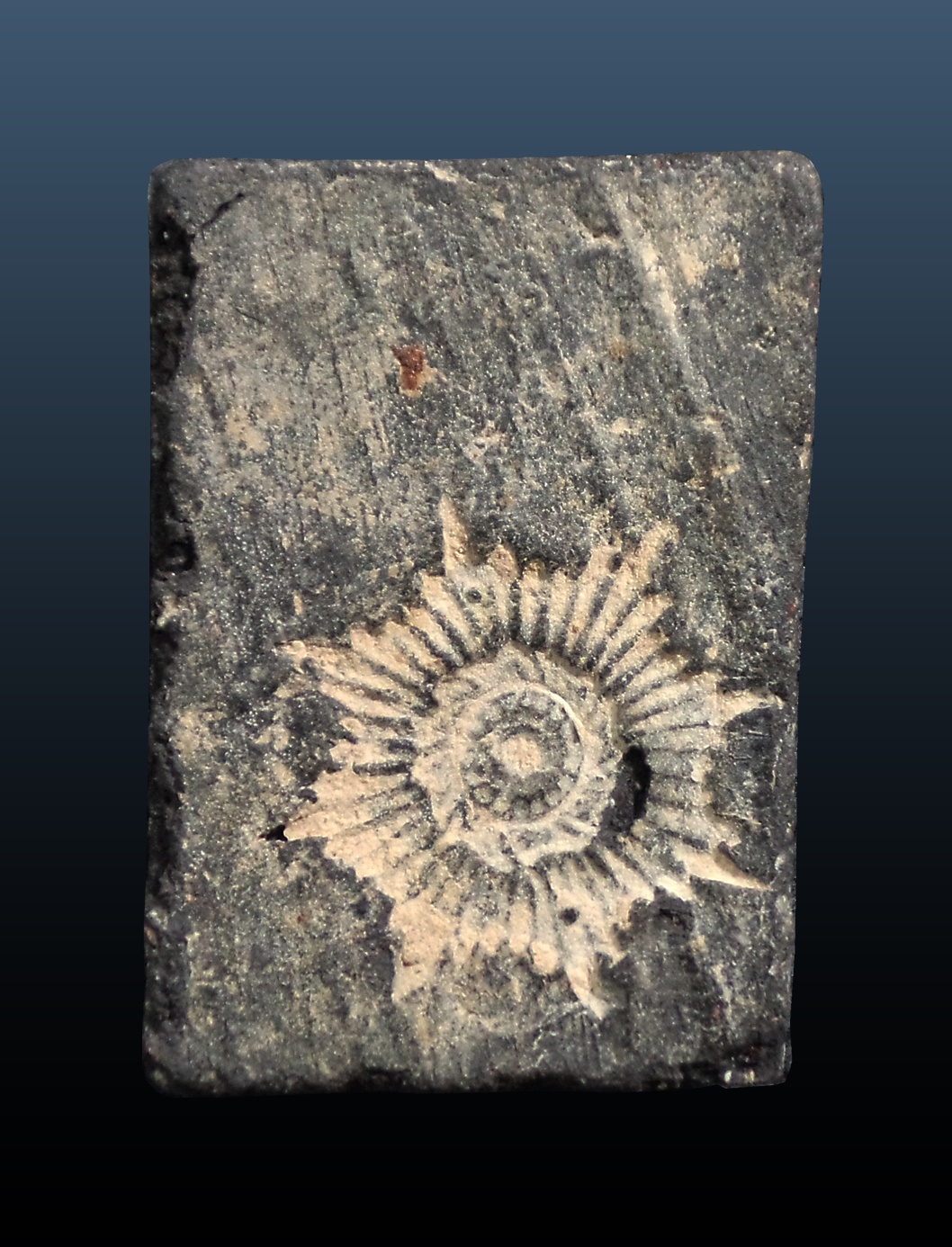 พระสมเด็จผงใบลาน หลังกงจักร เจ้าคุณเที่ยง วัดระฆัง กทม. ปี2507