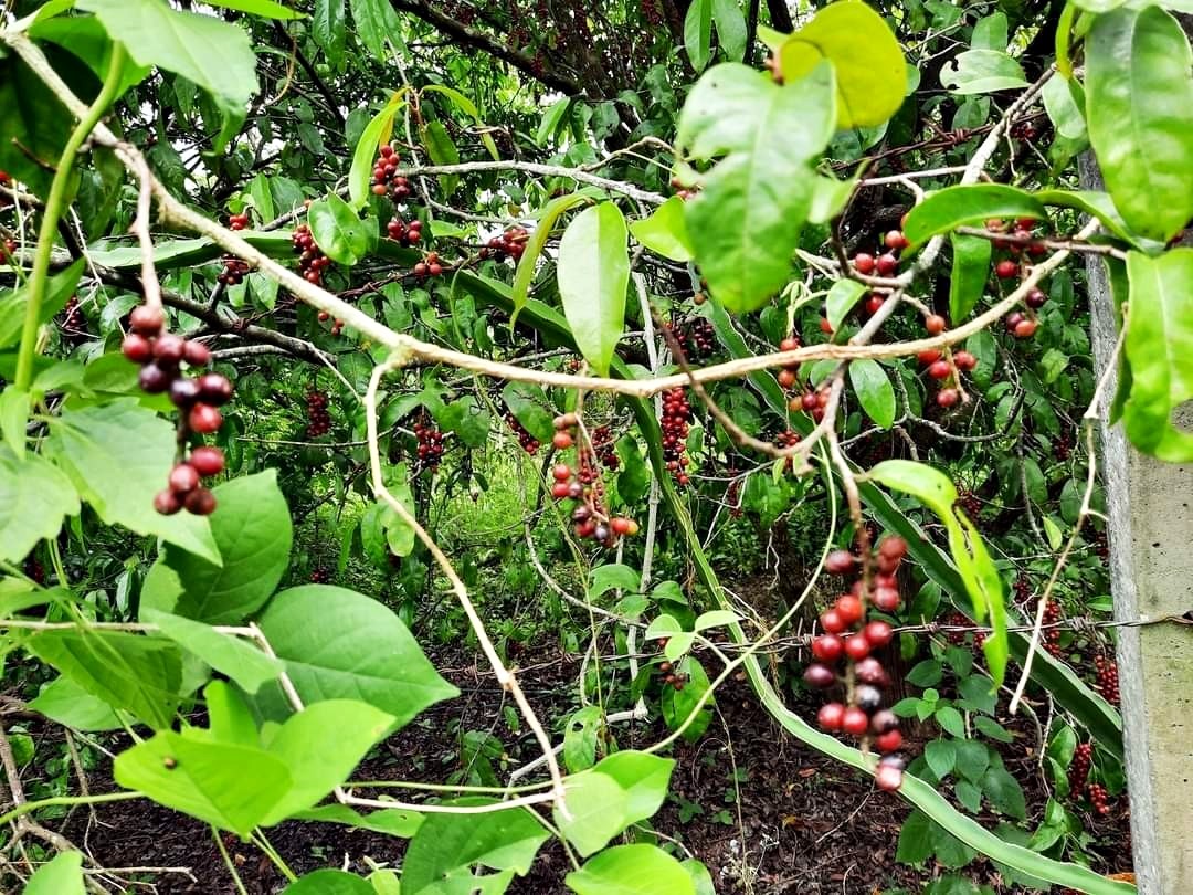 หมากเม่าไวน์ราคา B2B/ขายส่ง มีโปรโมชั่นบริการส่งตามความต้องการ(ราคานี้ไม่รวมค่าส่ง)