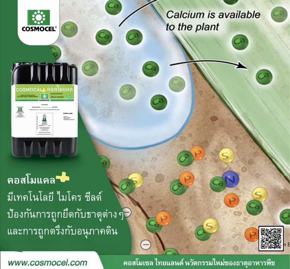 Cosmocal คอสโมแคล แคลเซียม แอล-อะมิโนคีเลต 39%CaO (Cosmocel) บรรจุ 1000 ml