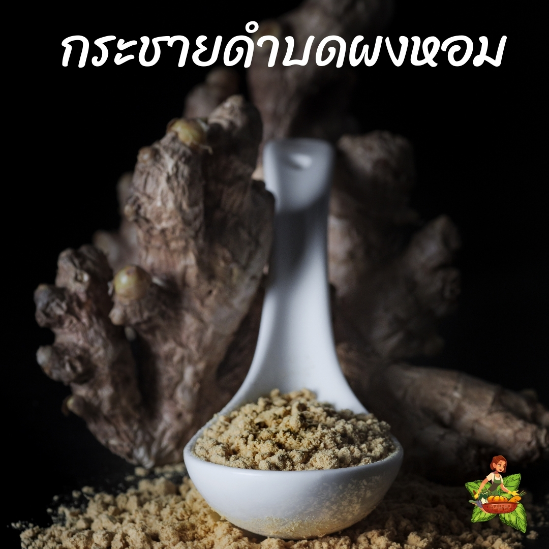 กระชายดำ บดผง ขนาด 100กรัม 250กรัม 500กรัม 1กิโลกรัม