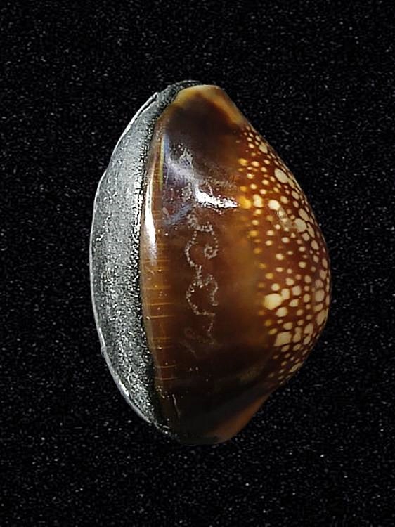 เบี้ยแก้ 200 ปี หลวงปู่ทิม วัดละหารไร่ อุดผงพรายกุมาร คลุกรักชันโรง หลวงปู่บัว หลวงปู่คำบุ ปลุกเสก พิธีใหญ่ ปี 2554