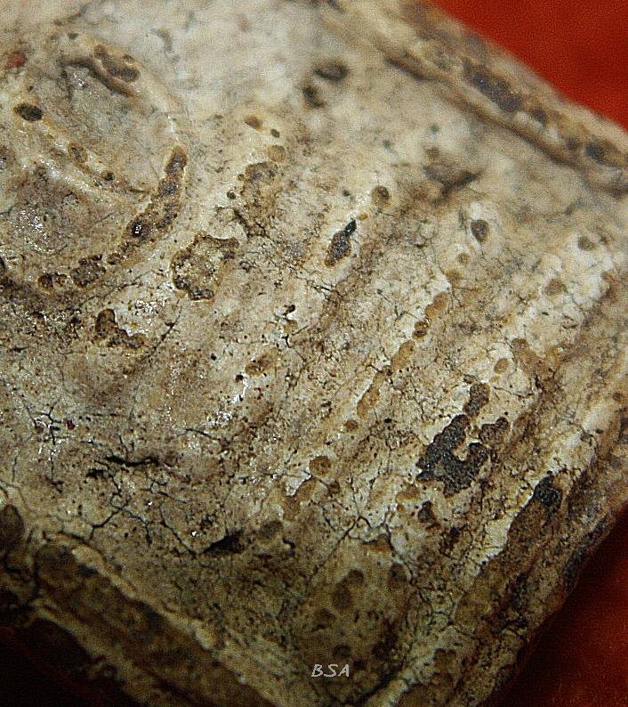 พระสมเด็จ บางขุนพรหม พิมพ์ปรกโพธ์