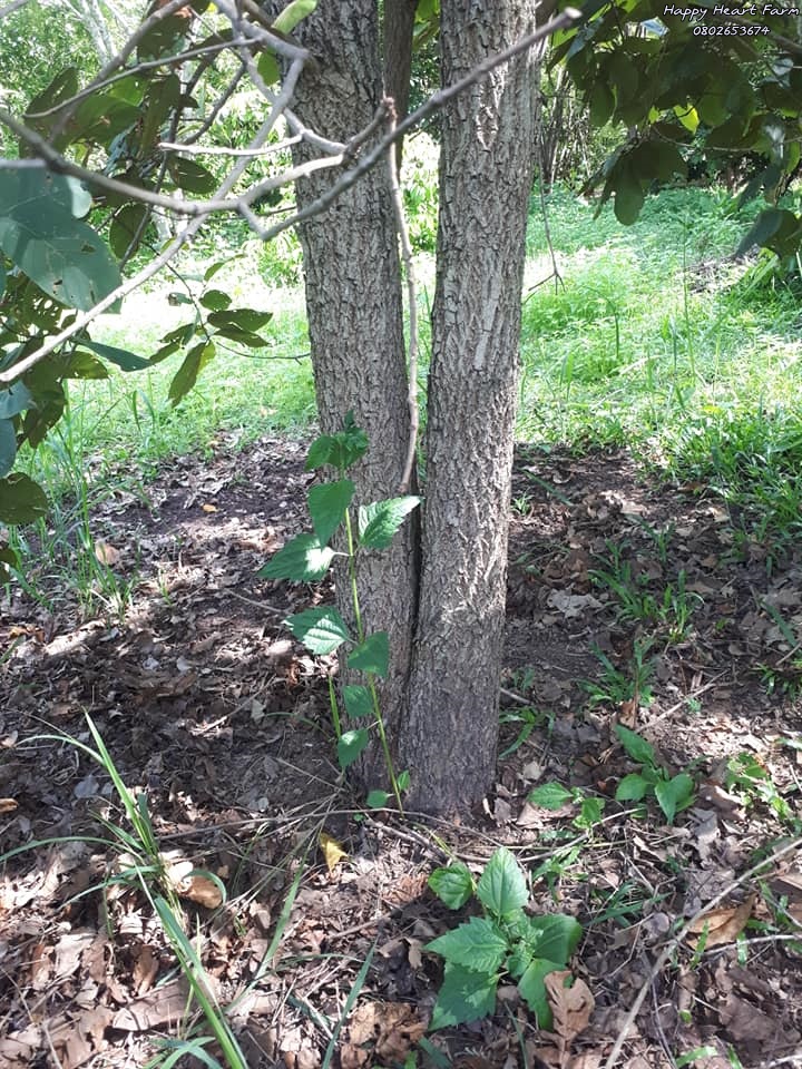 ท่องเทียวเชิงการเกษตร