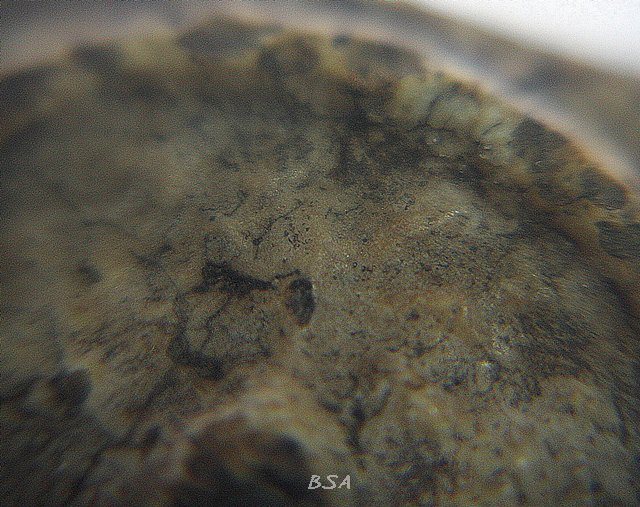 พระสมเด็จ บางขุนพรหม พิมพ์ปรกโพธ์