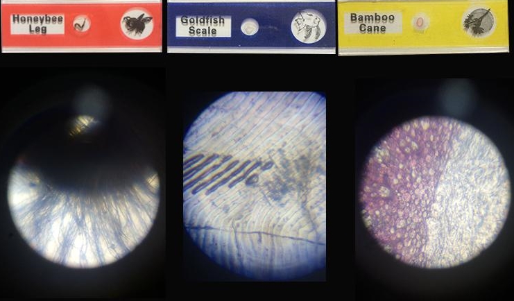 กล้อง microscope สำหรับเด็ก,กล้องจุลทรรศน์สำหรับเด็ก,ของเล่นวิทยาศาสตร์สำหรับเด็ก,ชุด science kit,วิทยาศาสตร์สำหรับเด็ก,ของเล่นแนวสอบสาธิต,ของเล่นเตรียมสอบสาธิต,ของเล่นติวสอบสาธิต