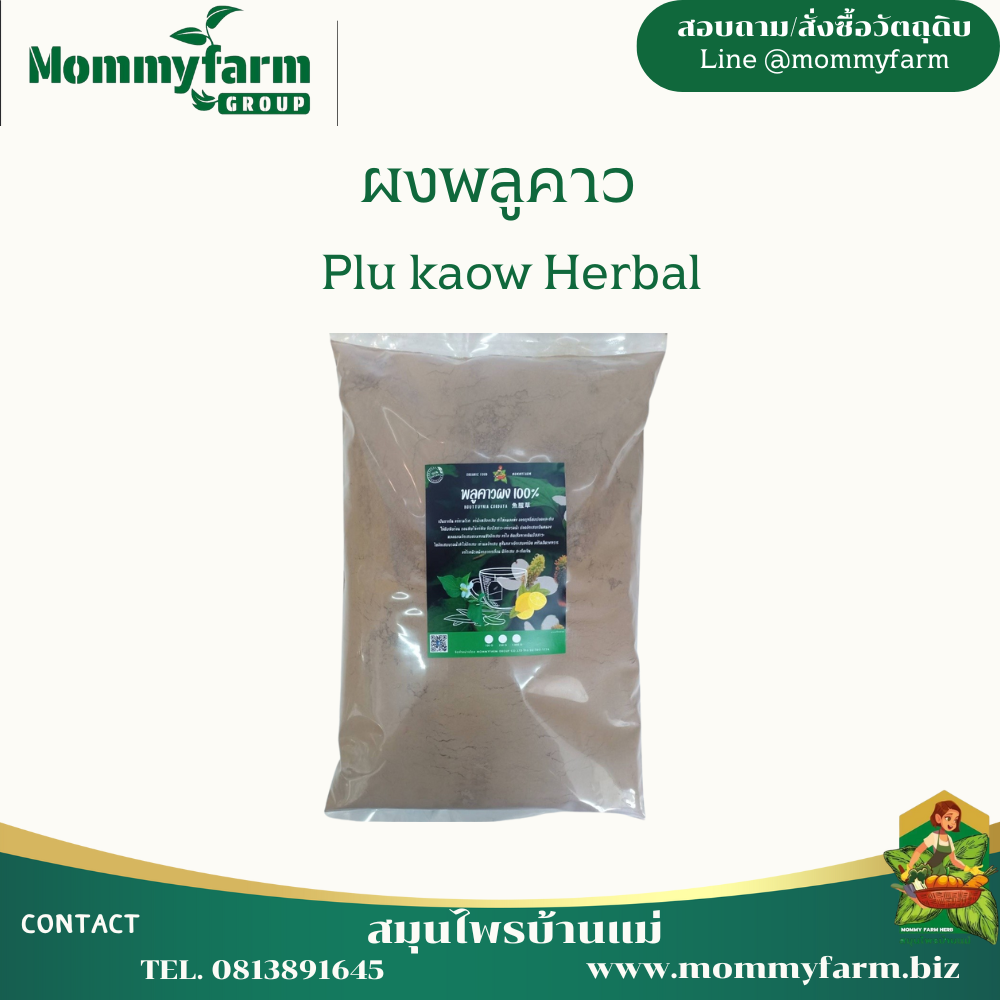 พลูคาวบดผง ขนาด 100กรัม 250กรัม 500กรัม 1กิโลกรัม