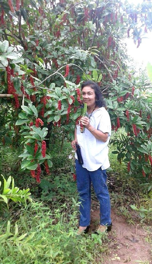 น้ำผลไม้หมากเม่าอินทรีย์พร้อมดื่ม 500