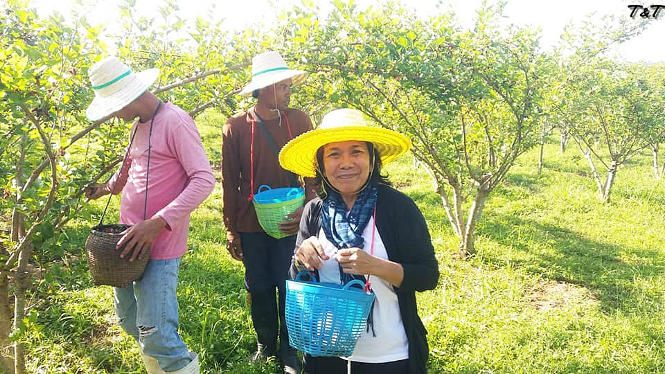 หมากเม่า GI ภูพาน แปรรูปเป็น"ไวน์"ราคาพิเศษ 2 ขวดฟรีค่าส่ง