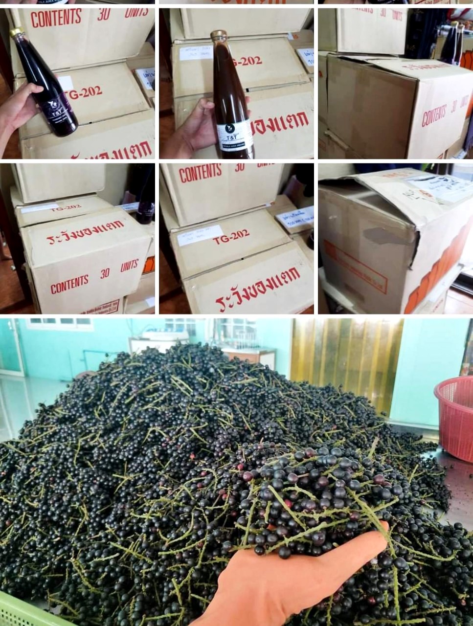 หมากเม่าไวน์ราคา B2B/ขายส่ง มีโปรโมชั่นบริการส่งตามความต้องการ(ราคานี้ไม่รวมค่าส่ง)