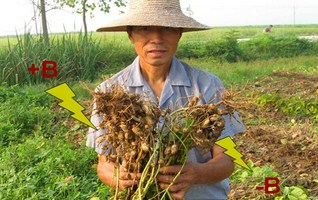 Obtibor ผงจุลธาตุโบรอน 17% (โบรอนผง) กรดบอริก (Boric Acid 99%) product of USA บรรจุ 1 กิโลกรัม (R)