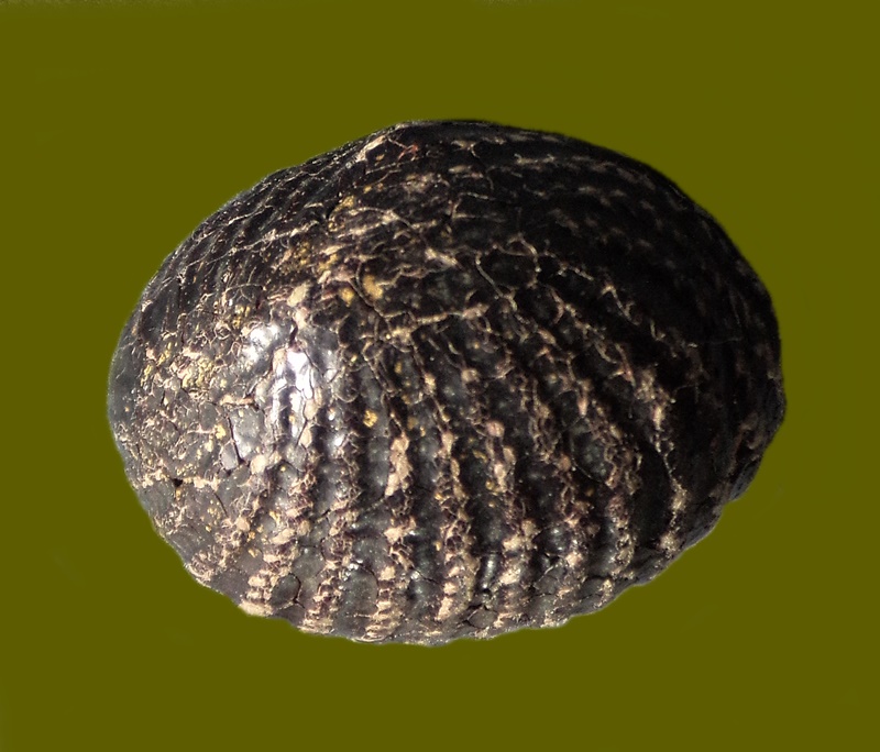 เบี้ยแก้หลวงปู่เพิ่ม วัดกลางบางแก้ว จ.นครปฐม