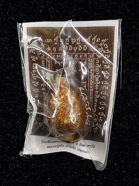 เบี้ยแก้ 200 ปี หลวงปู่ทิม วัดละหารไร่ อุดผงพรายกุมาร คลุกรักชันโรง หลวงปู่บัว หลวงปู่คำบุ ปลุกเสก พิธีใหญ่ ปี 2554