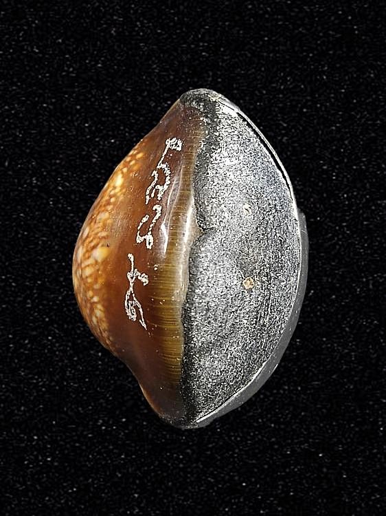 เบี้ยแก้ 200 ปี หลวงปู่ทิม วัดละหารไร่ อุดผงพรายกุมาร คลุกรักชันโรง หลวงปู่บัว หลวงปู่คำบุ ปลุกเสก พิธีใหญ่ ปี 2554