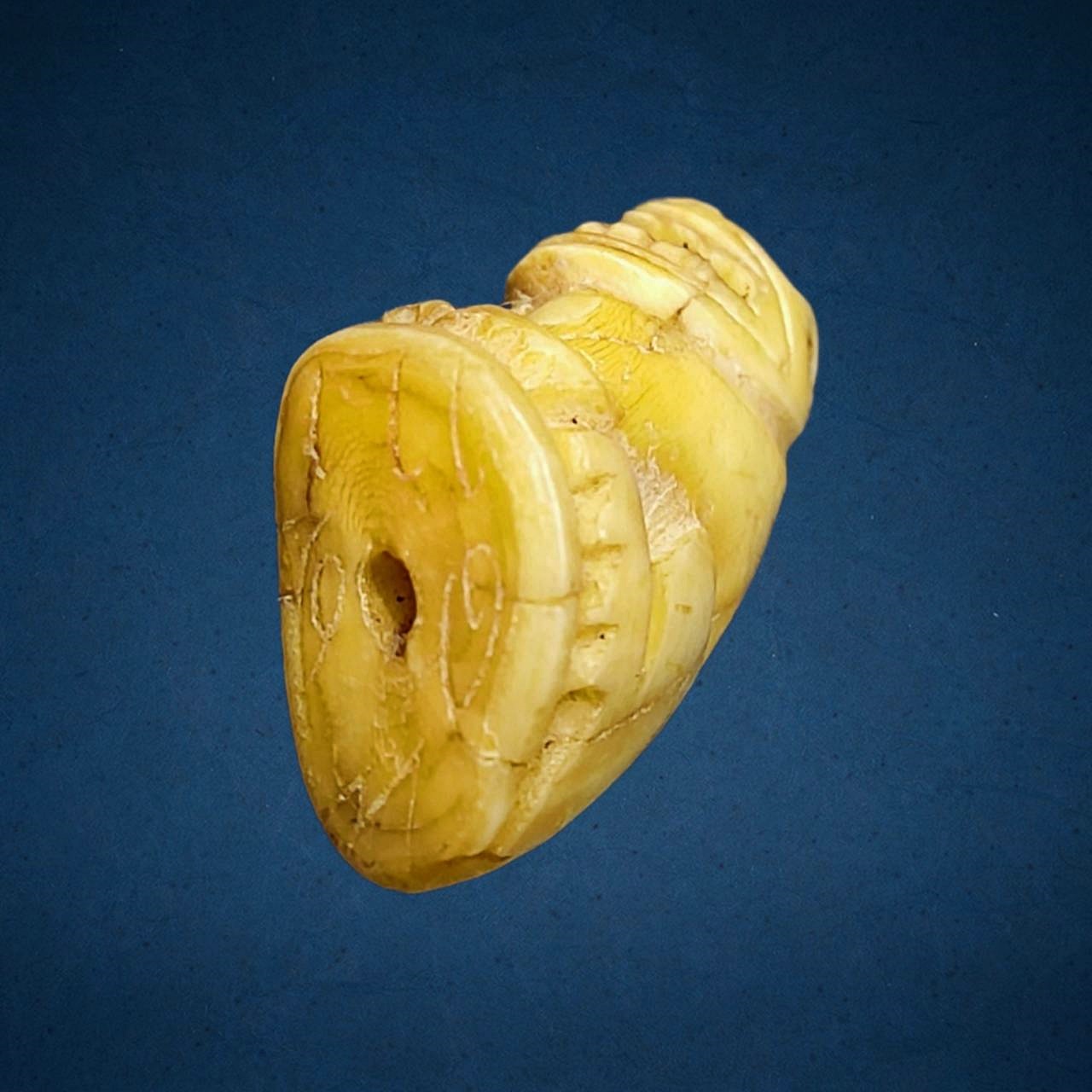 เสืองานแกะ ไม่ทราบที่ มีจารรอบ