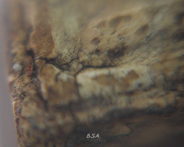 พระสมเด็จ บางขุนพรหม พิมพ์ปรกโพธ์