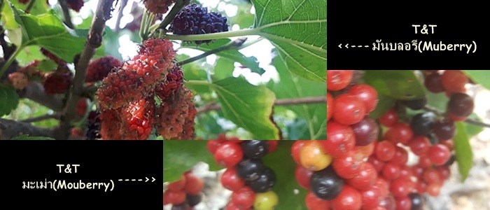 หมากเม่า GI ภูพาน แปรรูปเป็น"ไวน์"ราคาพิเศษ 2 ขวดฟรีค่าส่ง