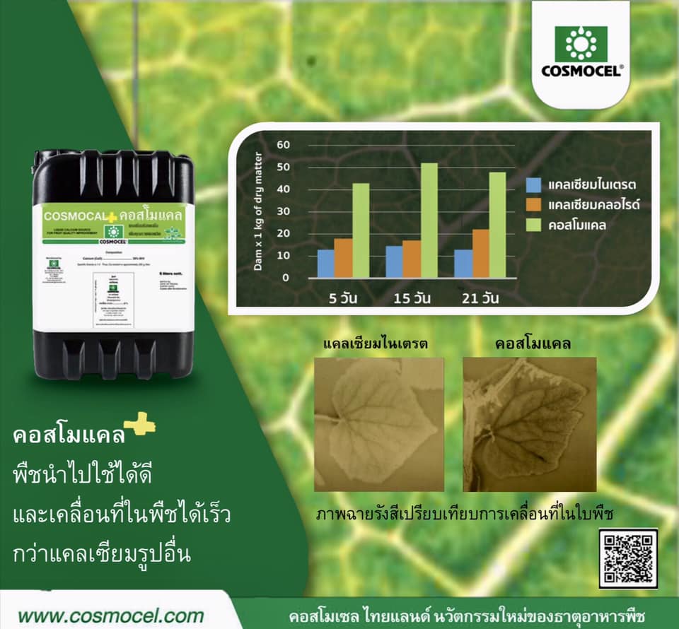 Cosmocal คอสโมแคล แคลเซียม แอล-อะมิโนคีเลต 39%CaO (Cosmocel) บรรจุ 1000 ml