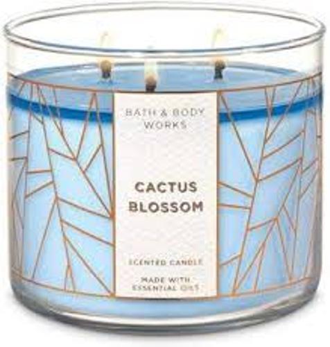 Cactus Blossom
