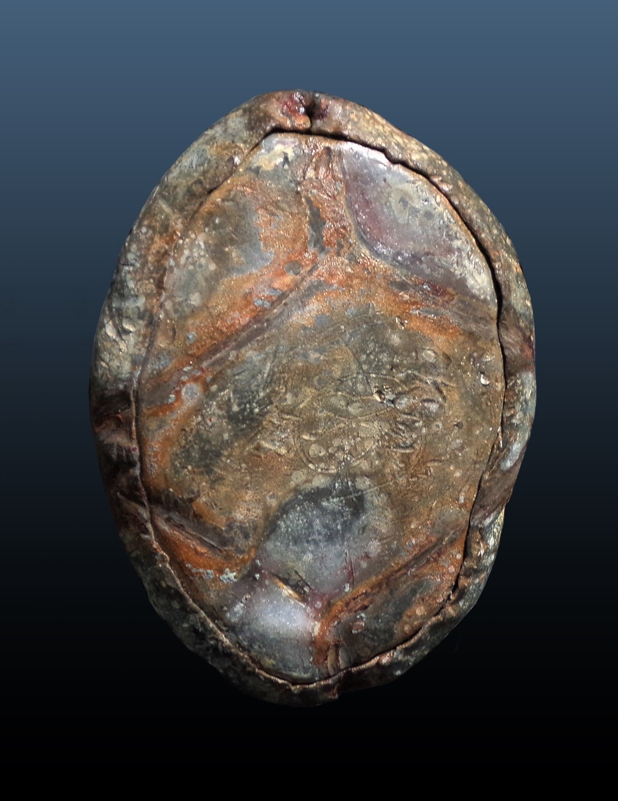 เบี้ยแก้ ไม่ทราบที่ (มีปรอท)