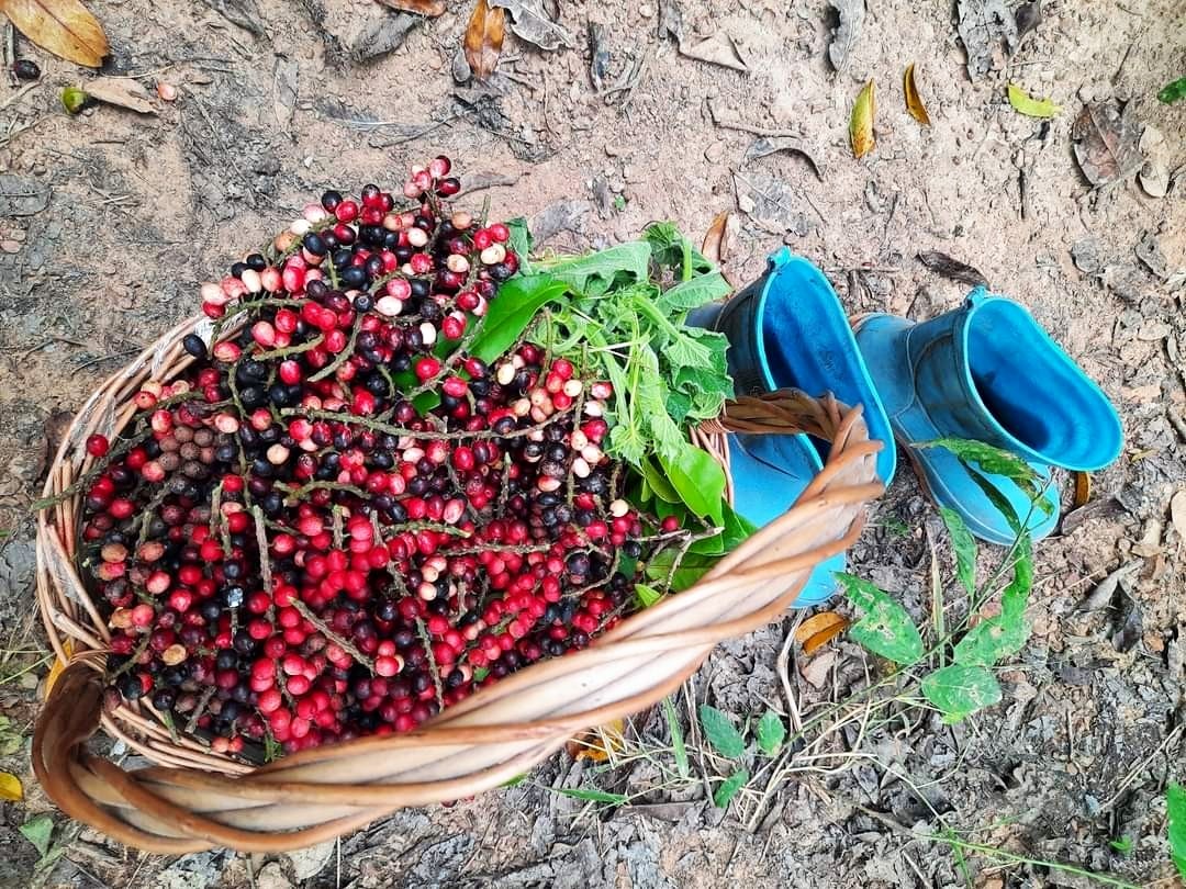 หมากเม่าไวน์ราคา B2B/ขายส่ง มีโปรโมชั่นบริการส่งตามความต้องการ(ราคานี้ไม่รวมค่าส่ง)