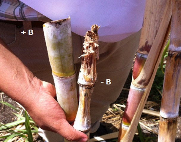 Obtibor ผงจุลธาตุโบรอน 17% (โบรอนผง) กรดบอริก (Boric Acid 99%) product of USA บรรจุ 1 กิโลกรัม (R)