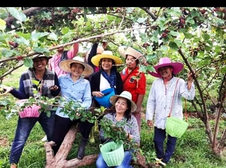 หมากเม่าไวน์ราคา B2B/ขายส่ง มีโปรโมชั่นบริการส่งตามความต้องการ(ราคานี้ไม่รวมค่าส่ง)