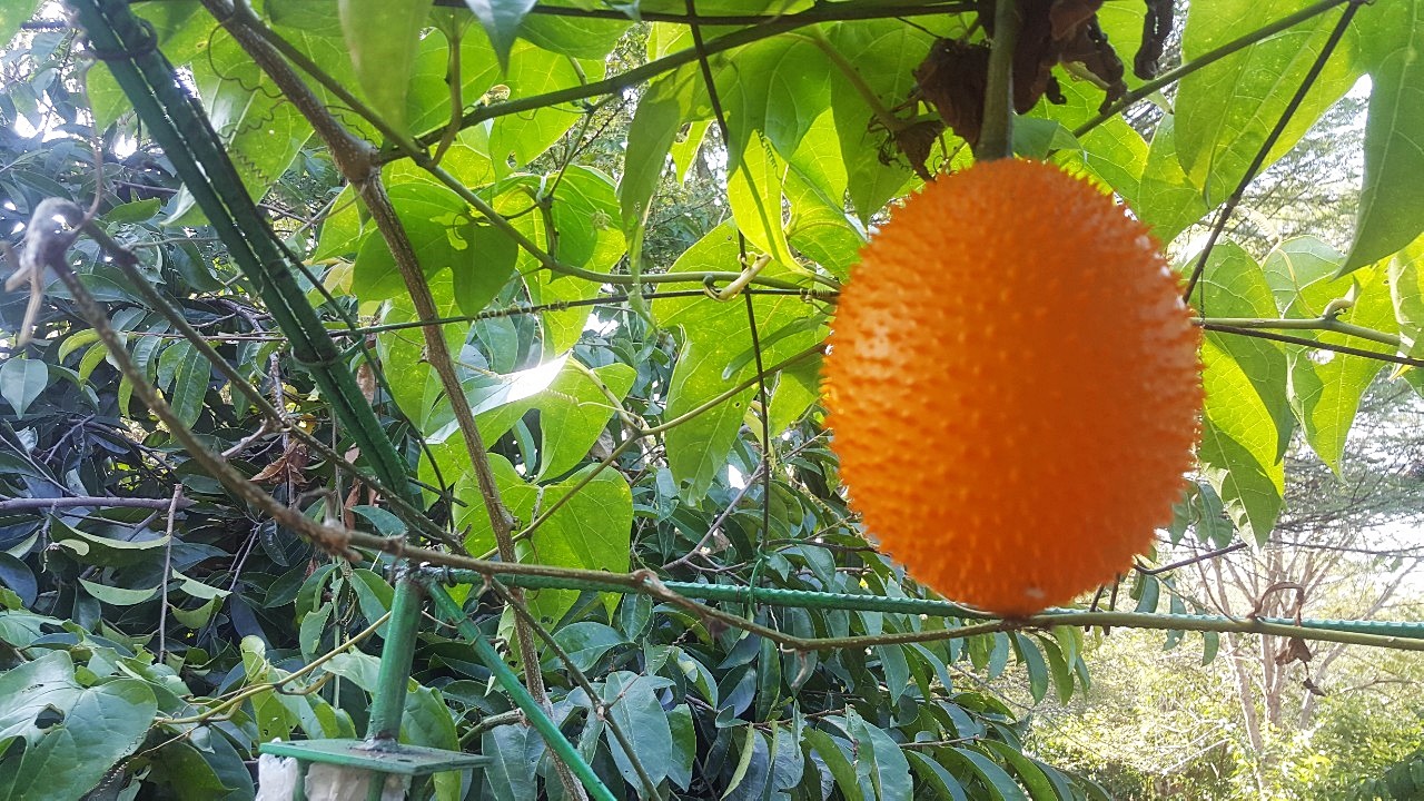 น้ำผลไม้ไบรท์เบอร์รี่(Bright Berry Juice)