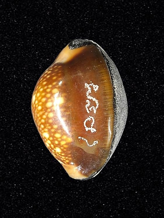 เบี้ยแก้ 200 ปี หลวงปู่ทิม วัดละหารไร่ อุดผงพรายกุมาร คลุกรักชันโรง หลวงปู่บัว หลวงปู่คำบุ ปลุกเสก พิธีใหญ่ ปี 2554