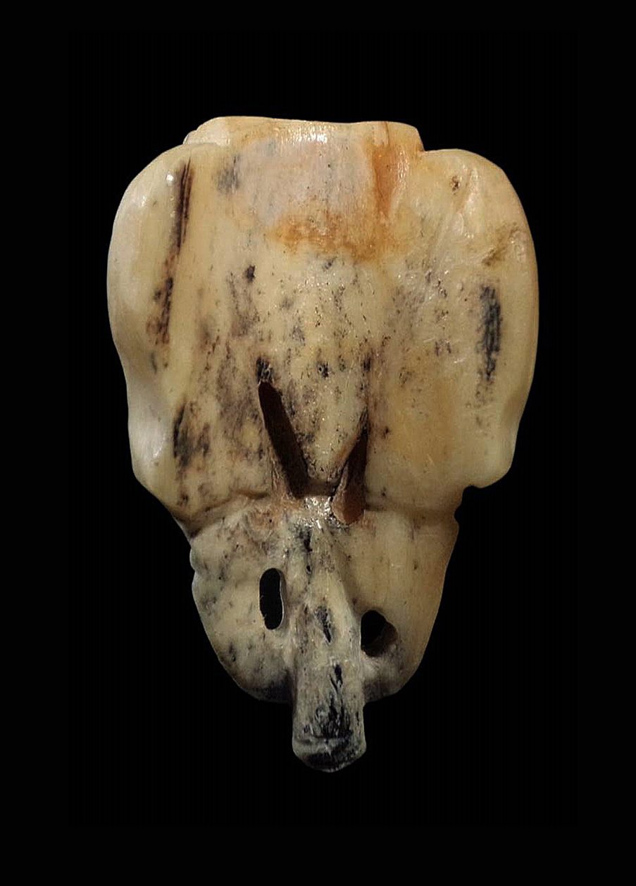 หัวช้างงาแกะเก่า