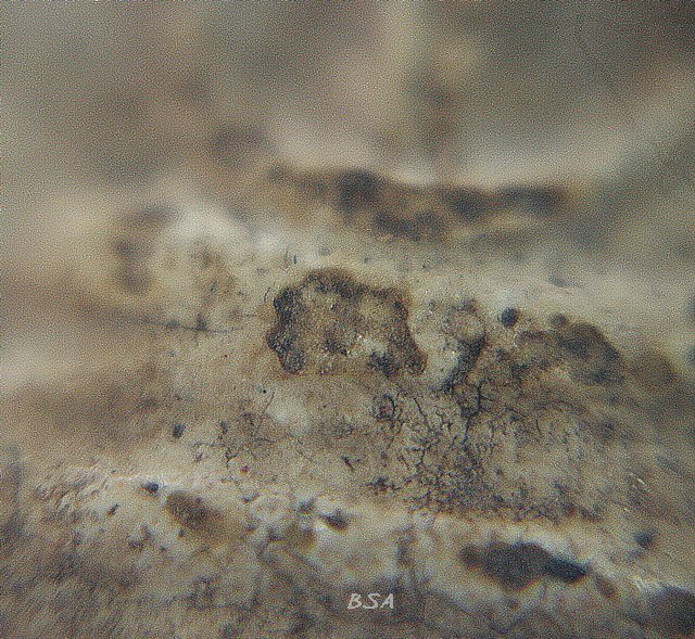 พระสมเด็จ บางขุนพรหม พิมพ์ปรกโพธ์