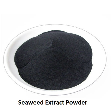 Seaweed Extract Powder ผงสาหร่ายสกัด ละลายน้ำ 100% บรรจุ 25 กก.