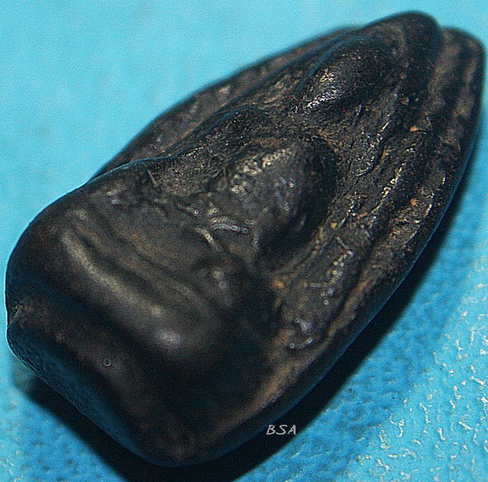 พระรอด เกศา ครูบาขาวปี 3 อุ นิยม