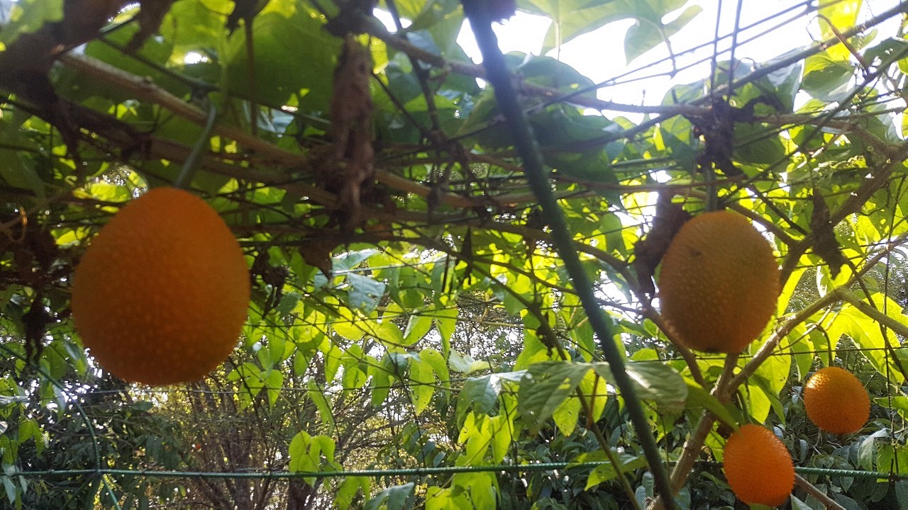 น้ำผลไม้ไบรท์เบอร์รี่(Bright Berry Juice)