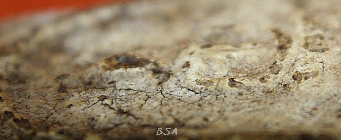 พระสมเด็จ บางขุนพรหม พิมพ์ปรกโพธ์