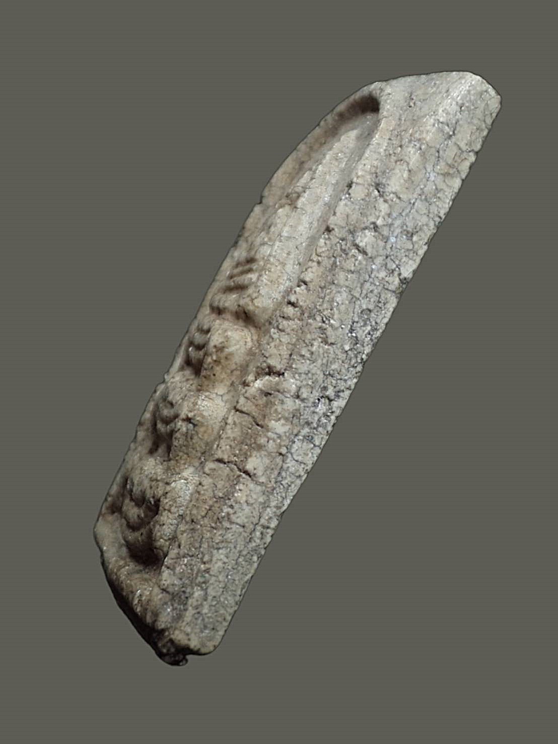 พระสมเด็จฐานสิงห์ หลวงปู่นาค วัดระฆัง กทม ปี 2495