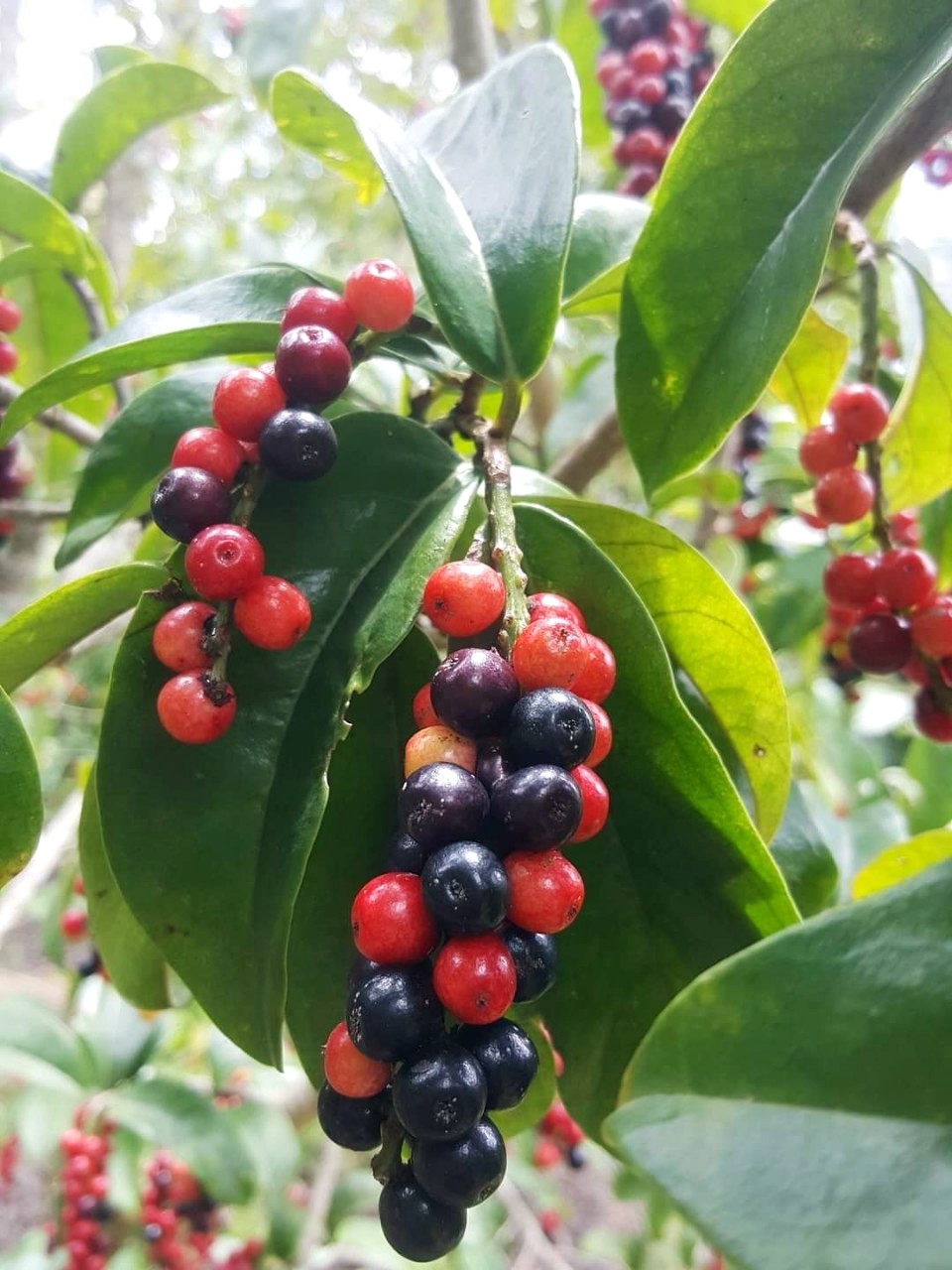 หมากเม่าไวน์ราคา B2B/ขายส่ง มีโปรโมชั่นบริการส่งตามความต้องการ(ราคานี้ไม่รวมค่าส่ง)