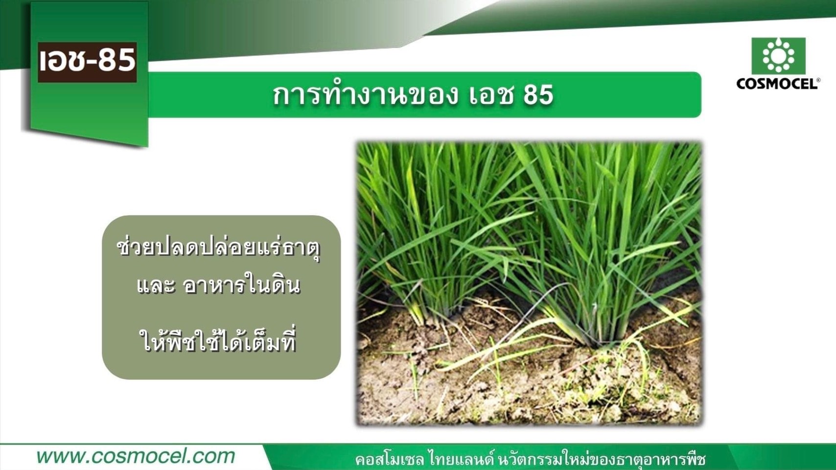 Cosmocel H-85 คอสโมเซล เอช-85 ผงฮิวมิก+ฟูลวิกแอซิด (Humic & Fulvic acid) สารสร้างเม็ดดิน ช่วยปรับสภาพดิน เพิ่มการดูดซึมปุ๋ย บรรจุ 1 กิโลกรัม