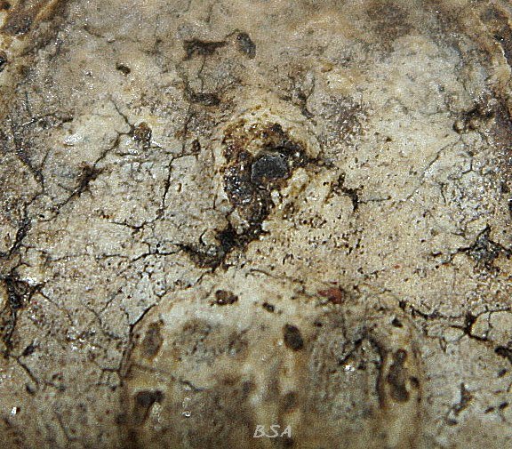 พระสมเด็จ บางขุนพรหม พิมพ์ปรกโพธ์