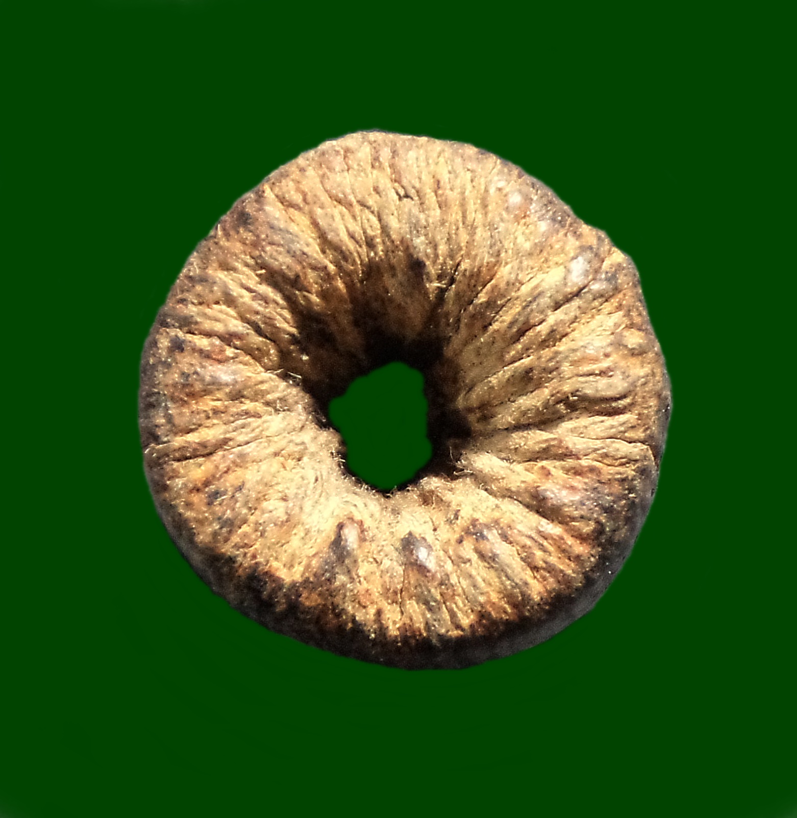 ตะกรุดใบลาน พิสมร วัดพวงมาลัย จ.สมุทรสงคราม