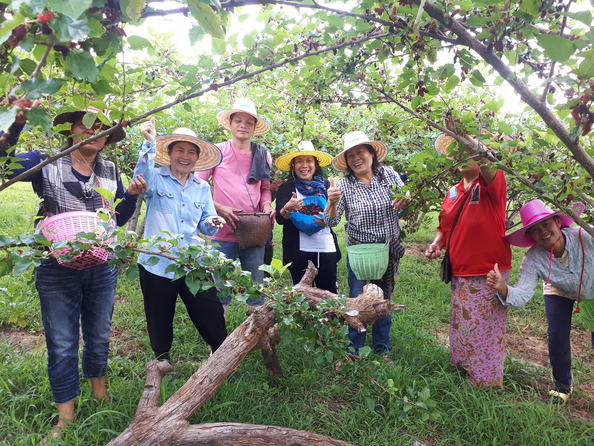 โมโมชั่นน้ำผลไม้หมากเม่า 10.10 สำหรับซื้อ3ขวด