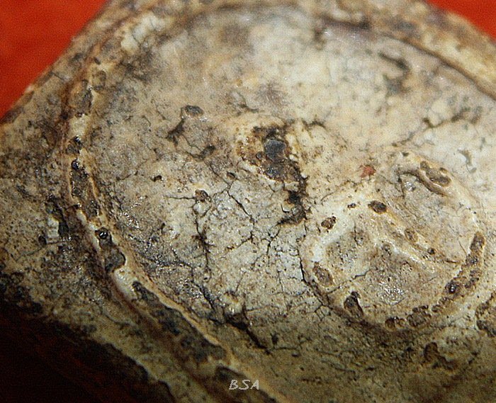 พระสมเด็จ บางขุนพรหม พิมพ์ปรกโพธ์