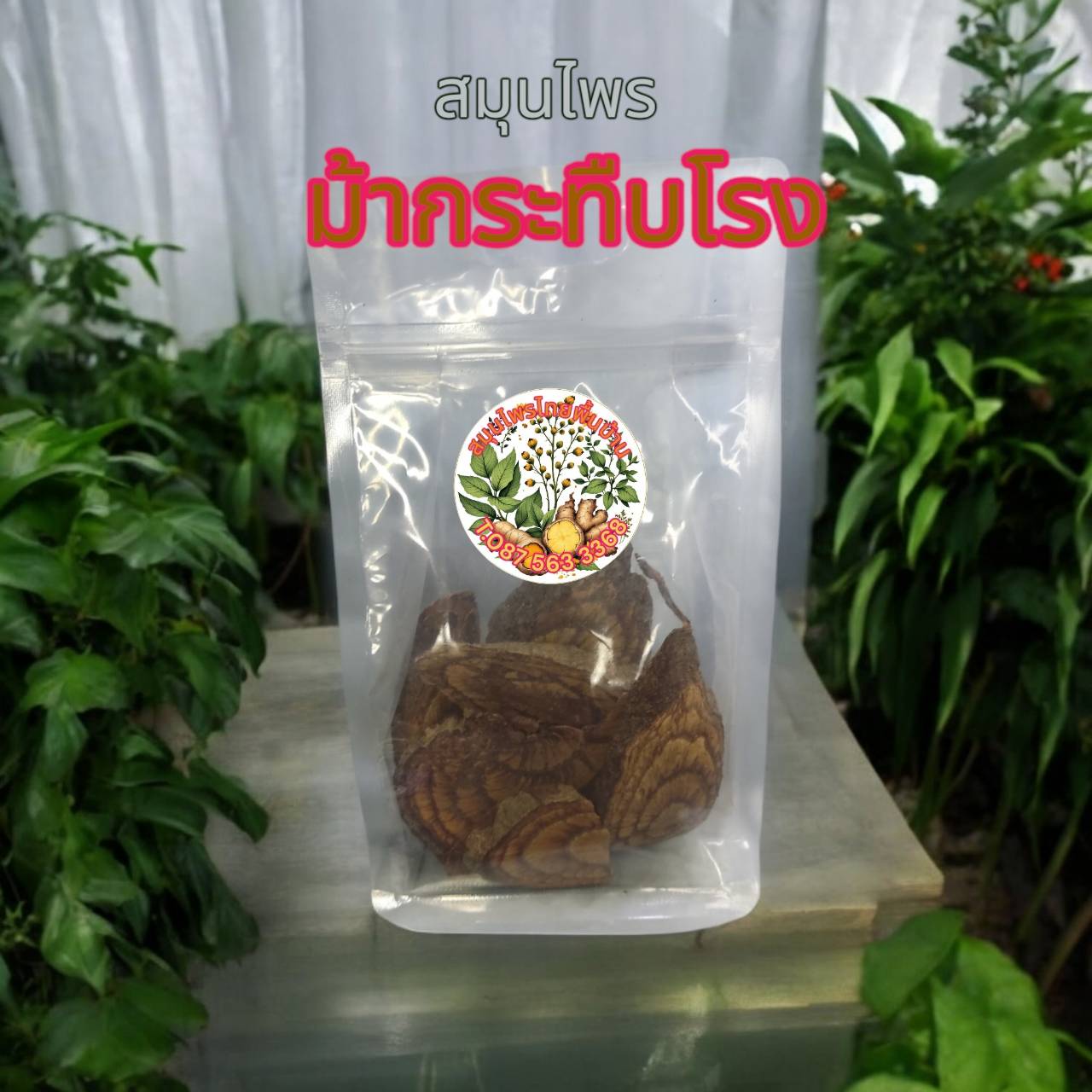 ม้ากระทืบโรง สมุนไพรไทยดองยา