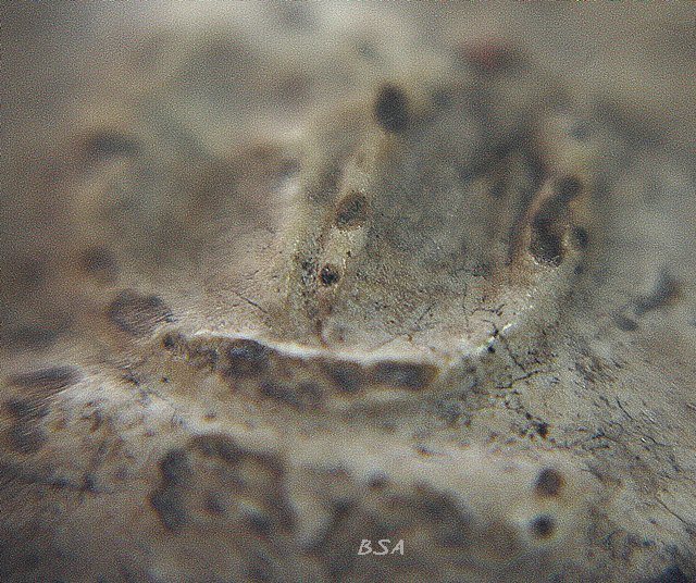 พระสมเด็จ บางขุนพรหม พิมพ์ปรกโพธ์