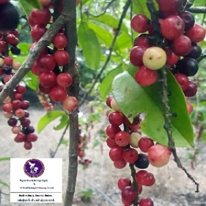 Maoberry Farm is maoberry juice T&T Near Bangkok