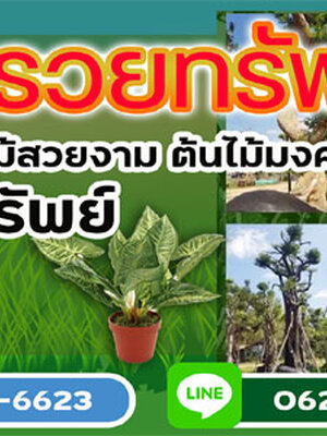 ไม้ล้อมจัดสวน โทร 061-1476494 แต่งสวน จัดสวน บ้านและสวน บริการขุด ล้อม ย้าย ตั้งค้ำต้นไม้ล้ม มีรถเครนยกขนย้าย