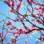 Cherry Blossom